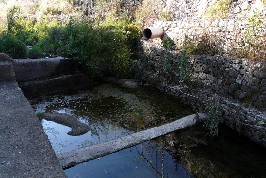 Rio Salivoli (Piombino) - rospi smeraldini in citt!